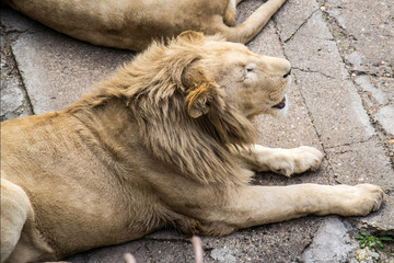 Naklejka premium Lion