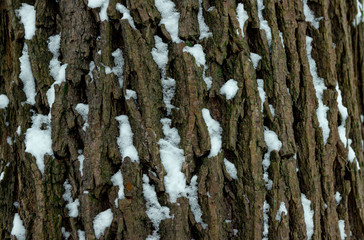 Obraz premium Tree bark texture