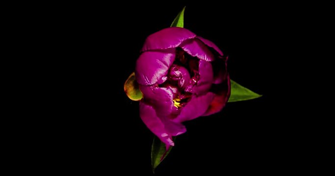 Pink Peony blooming on black background