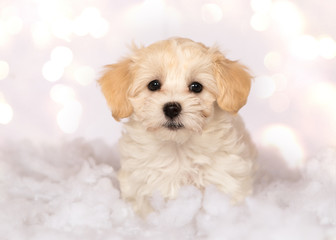 havanese puppy dog 