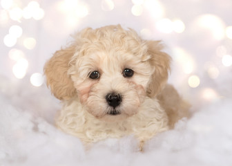 havanese puppy dog 