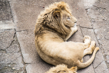 Naklejka premium Lion