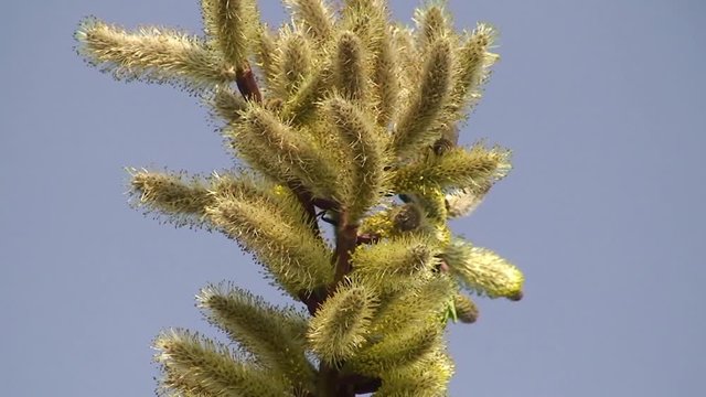 Viele Palmk&auml;tzchen - ein Paradies f&uuml;r die Honigbienen im Fr&uuml;hling