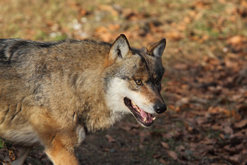 Grey wolf