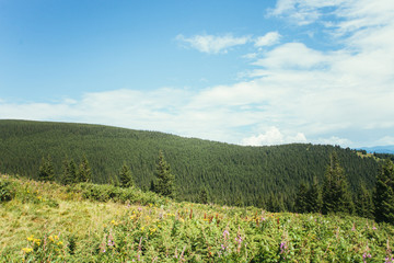 ukrainian carpathian mountains. Beautiful mountain landscape.