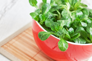 Corn salad plant, lamb's lettuce (Valerianella locusta), in red bowl. Copy space