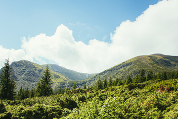 ukrainian carpathian mountains. Beautiful mountain landscape.