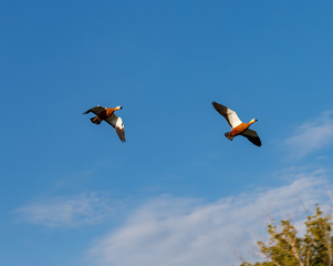 Two ducks shelducks in flight.on the background of blue sky