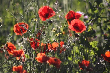 Obraz premium fleurs des champs