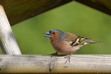 Buchfink im Vogelhaus