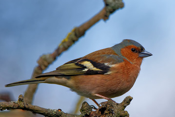 Buchfink im Apfelbaum