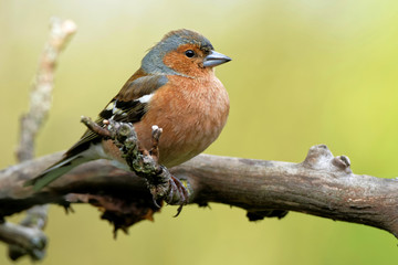 Fototapeta premium Buchfink im Baum