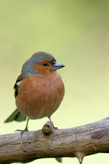 Buchfink auf einem Ast