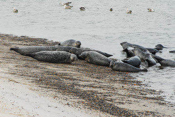 Fototapeta premium Colony of seals lying on the Beach