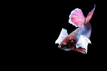 Siamese fighting fish
