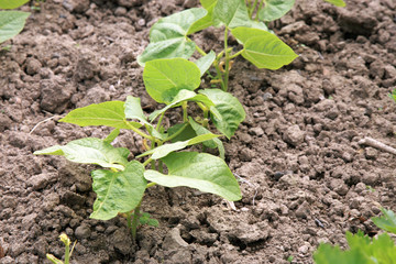 Young haricot, bean in vegetable intercropping cultivation. Eco-friendly backyard garden, vegetable garden.