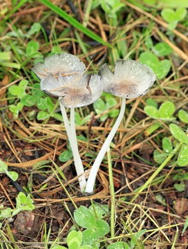 champignon &eacute;ph&eacute;m&egrave;re, la fragilit&eacute; du champignon parasola plicatilis qui ne vient que quelques heures