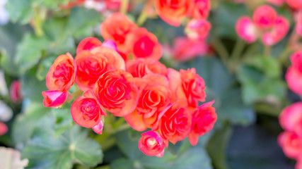 beautiful red begonias in the garden.