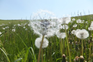 Dandelion fluff in the meadow