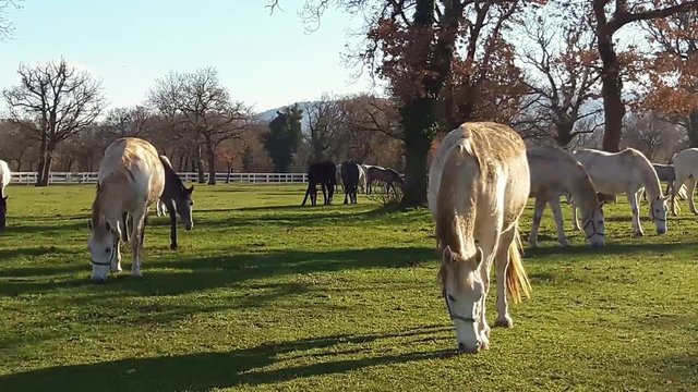 lipizzaner horses grazing in a medow in late autumn to Lipica