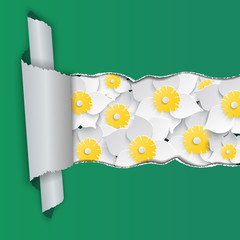 Daffodils background with ripped paper. Vector illustration