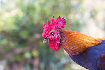 close up thai cockfight