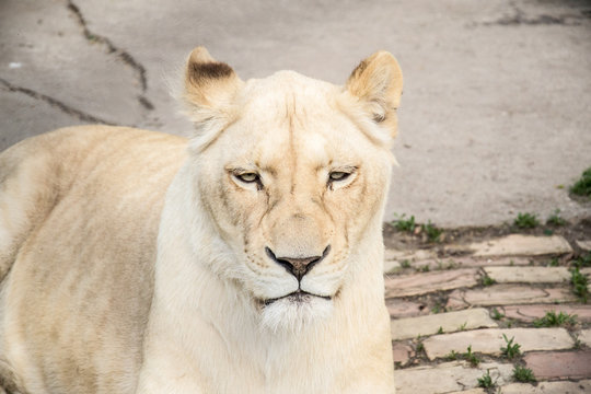 White Lion