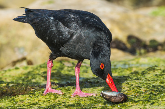 African Black Oystercatcher opening mussel shell
