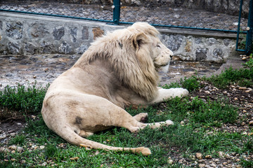 Naklejka premium White Lion