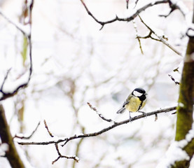 Fototapeta premium Titmouse sitting on birch tree branch background winter snow