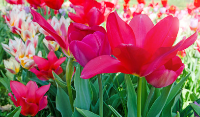 Glück, Lebensfreude, Frühlingserwachen, Leben: Buntes, duftendes Blumenfeld im Frühling :)