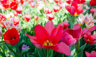 Glück, Lebensfreude, Frühlingserwachen, Leben: Buntes, duftendes Blumenfeld im Frühling :)