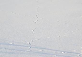 Human and animal footprints on flat field of snow