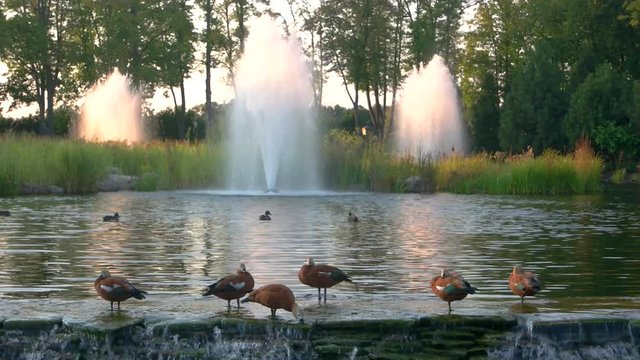 Birds near fountain. Trees and water. Visit a nature reserve.