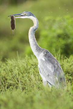 Black Headed Heron with its shrew prey hanging from its bill