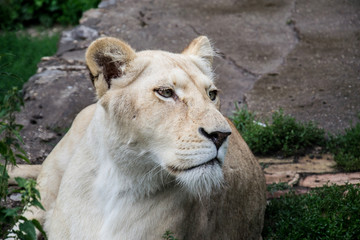 White Lion