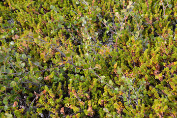 Dwarfish birch (Betula nana L.) and the black crowberry grows in