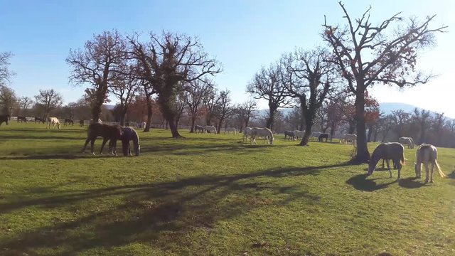 lipizzaner grazing in autumnal country meadow