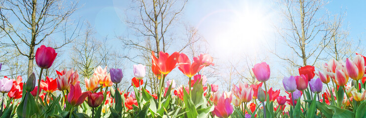 Glück, Lebensfreude, Frühlingserwachen, Leben: Buntes, duftendes Blumenfeld im Frühling :)