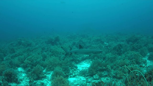 Whitetip Reef Shark swims on a colorful coral reef. 4k footage