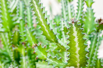 green cactus background