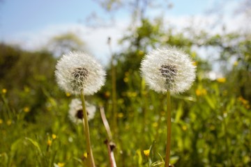  dandelion