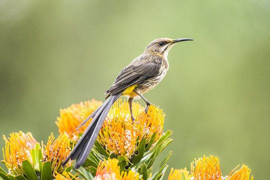 Male Cape Sugarbird perched on a Pin-Cushion flower