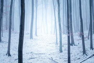 Impression vom kalten Winter Wald