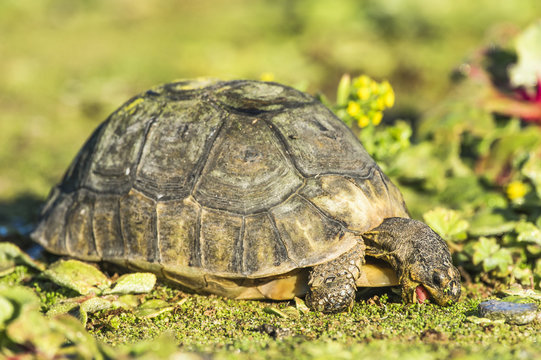 An Angulate Tortoise feeds on a succulent leaves at dawn