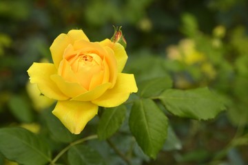 Rose in garden.