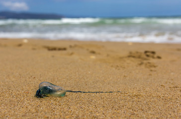 Fototapeta na wymiar Physalia utriculus Blue Bottle jellyfish