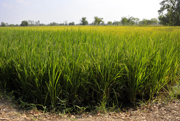 Obraz premium Rice