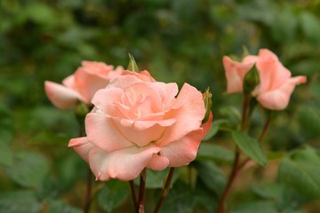 Rose in garden.