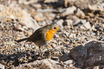 Portrait of a colorful robin bird